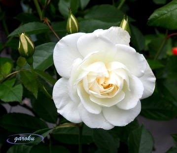 40.アイスバーグ(FL)_Uo