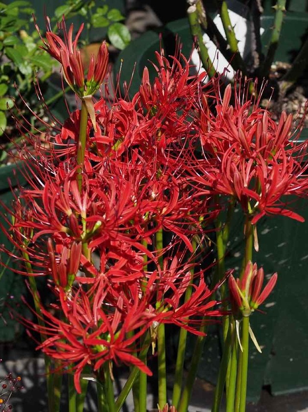 曼珠沙華_10.4a