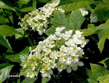 07.柏葉紫陽花_6.06