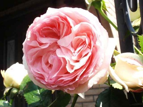 ピエールドゥロンサール-p2