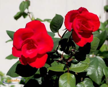 04.アルテシモ(LCI)_11.29