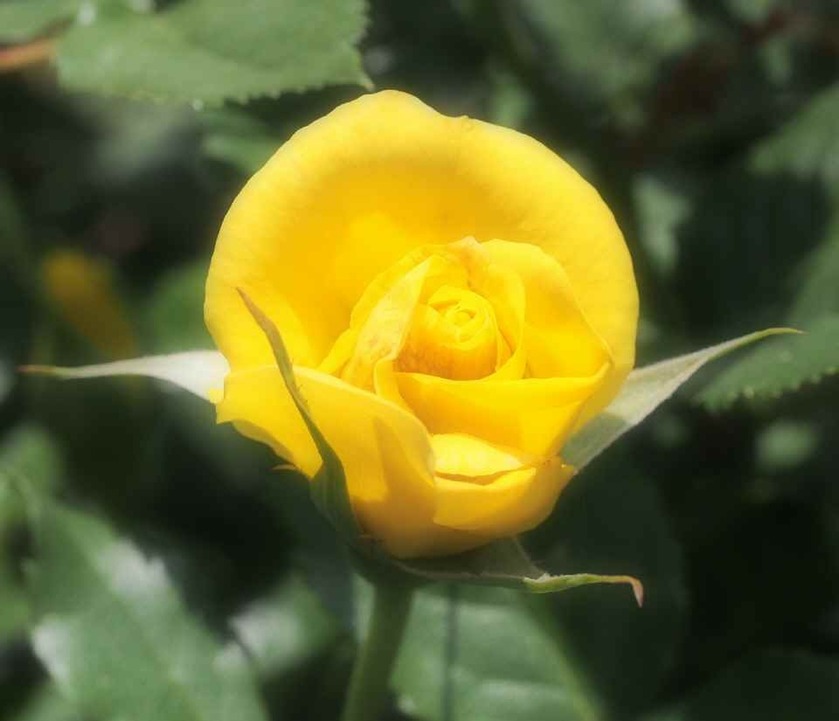 Friesia_5.18