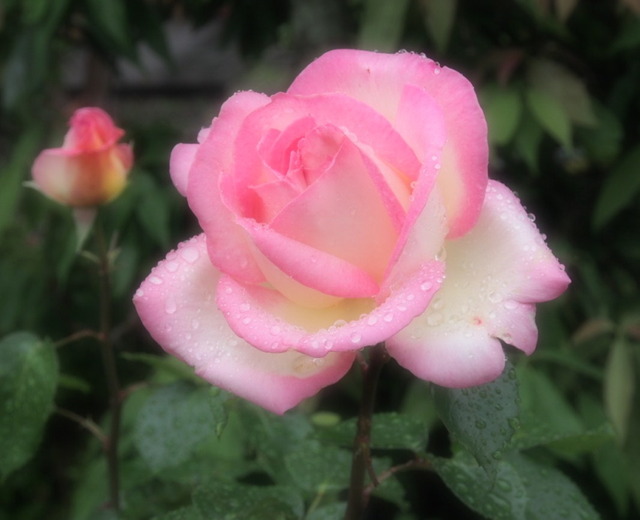 Princesse de Monaco_6.06-0088