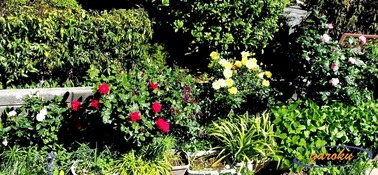 00.薔薇五種_5.10