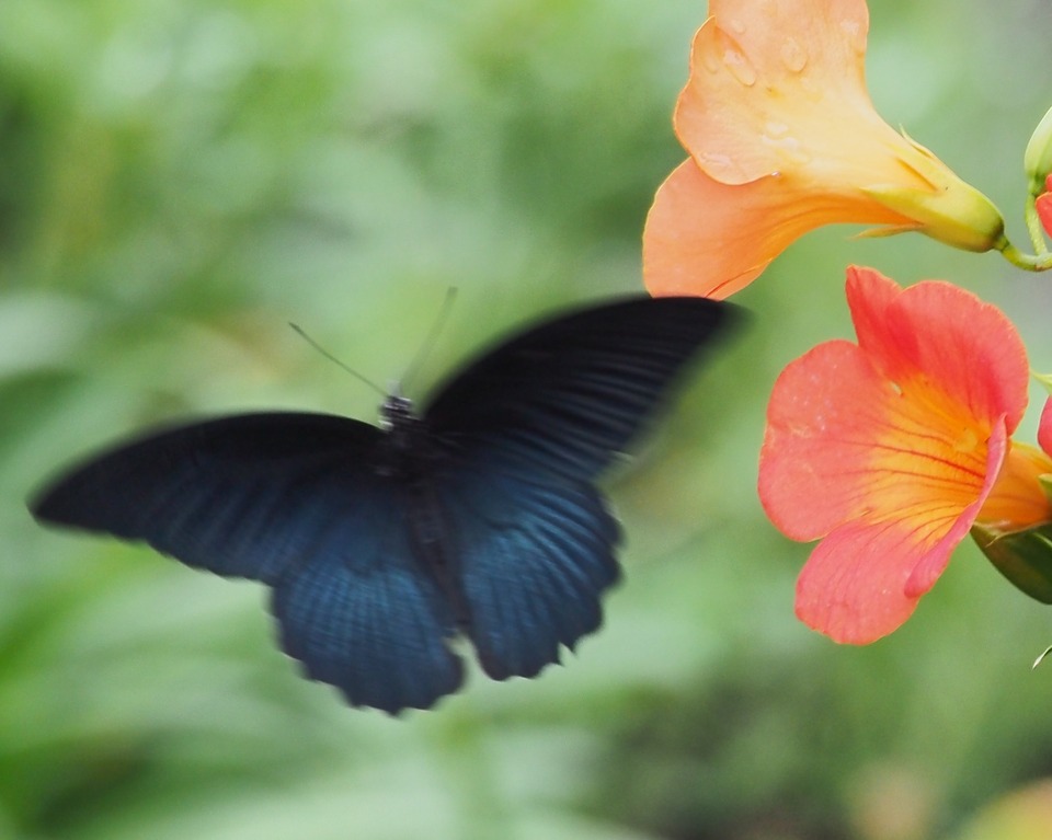 ナガサキアゲハ_♂