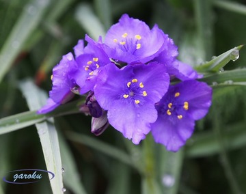 4.ムラサキツユクサ_6.17