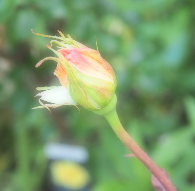 SummerDream_5.29-0040