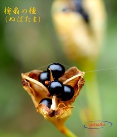4.檜扇_ぬばたま