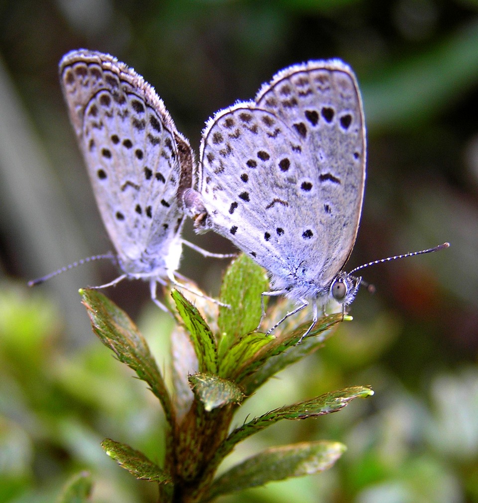 シジミチョウ♂と♀