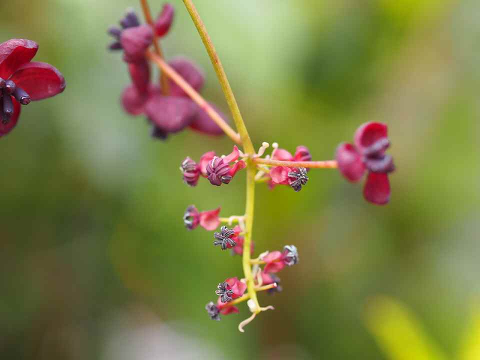 アケビの花