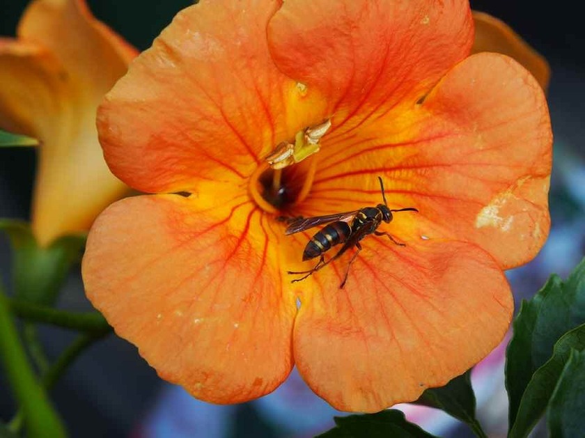 ノウゼンカズラ