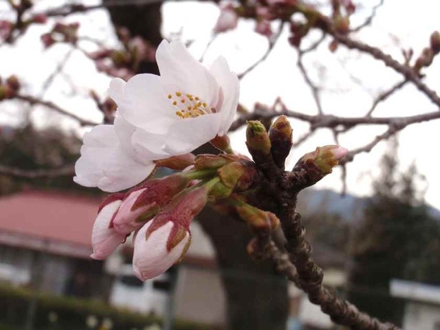奥久慈の桜_’12.4.15