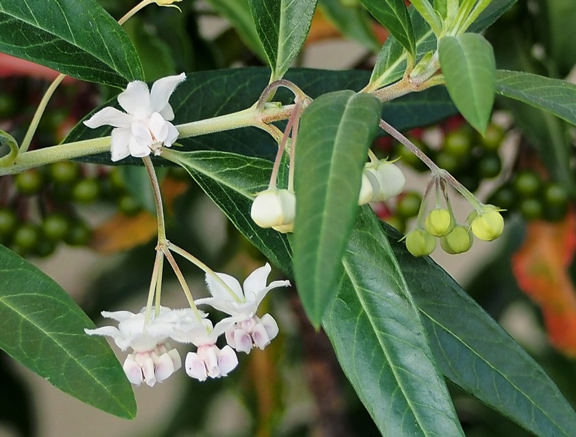 風船唐綿の花
