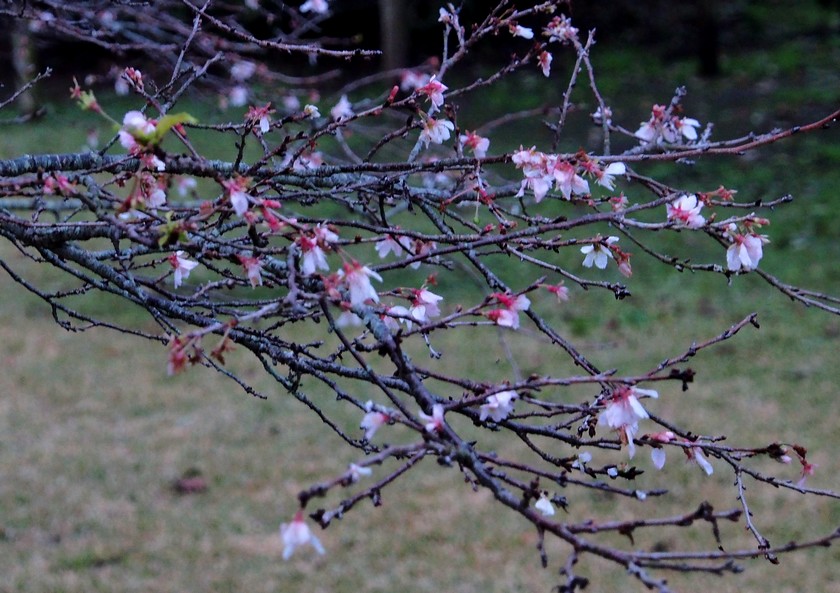 二季咲桜