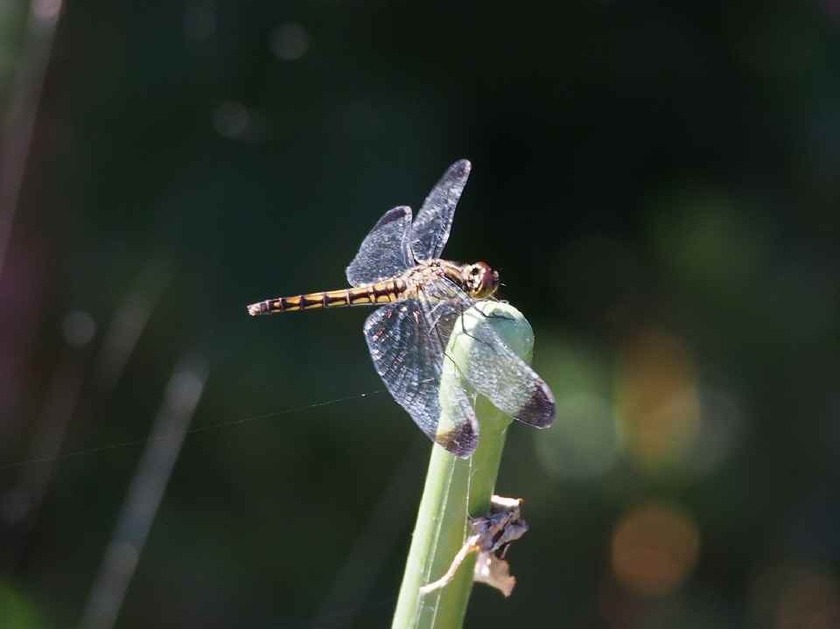 ノシメトンボ_9.20
