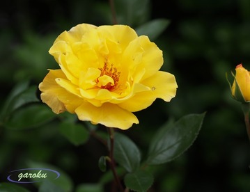 21.イエローシンプリティ(FL)_Up