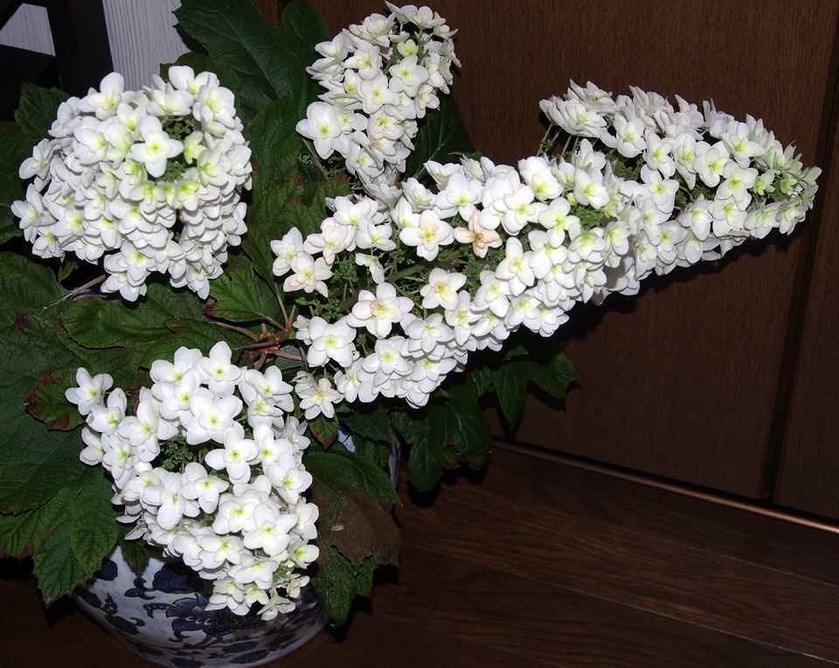 カシワバ紫陽花_6.30