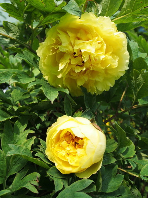 P5200044a