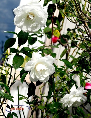 01.アイスバーグ(FL)_12.05