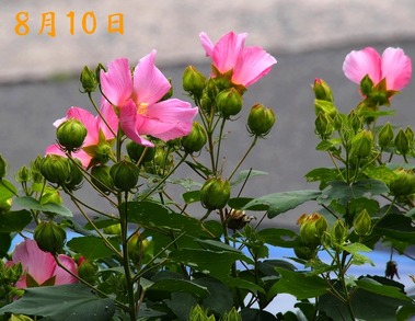 20.芙蓉_8.31