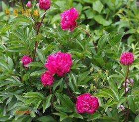 15.芍薬_5.10
