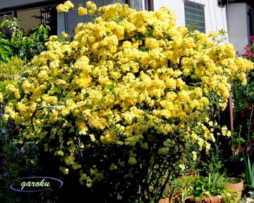 4.モッコウバラの玉作り