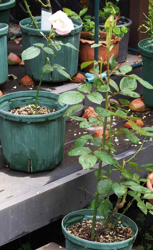 双子のジェミニ_6.12