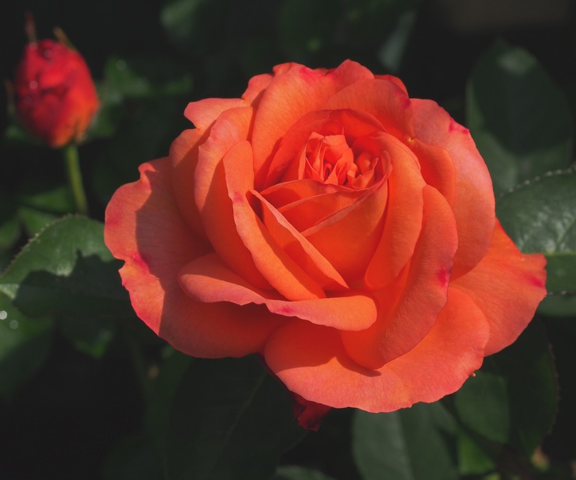 Souvenir d'AnneFrank_ 5.08