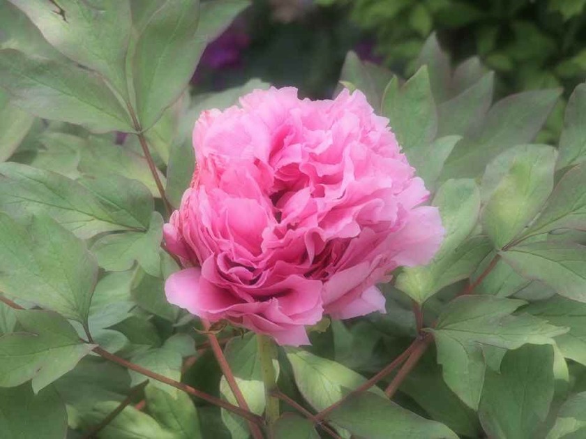 ピンクの牡丹_5.01