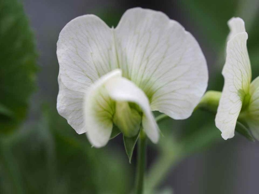 さやえんどうの花_4.17