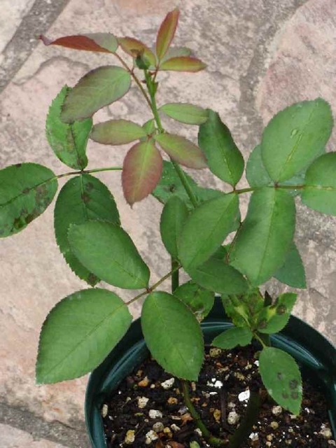 薔薇_ブルームーンa