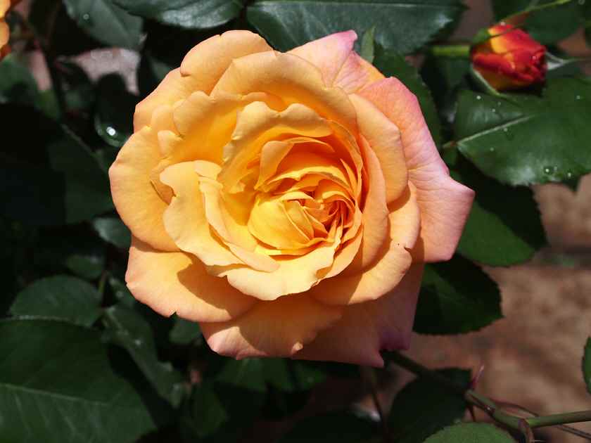 アンネの薔薇(黄色の可憐な花弁)_5.15