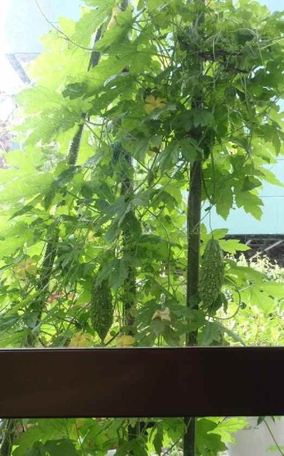 窓越しのゴーヤ