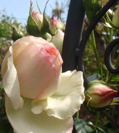 ピエールドゥロンサール-p