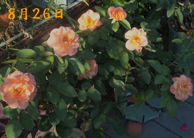 61.アンネの薔薇_8.26