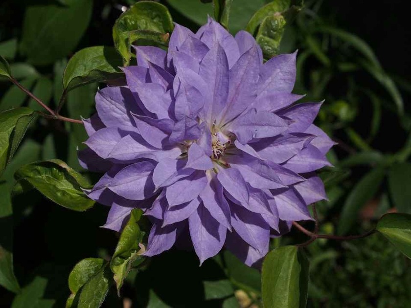 Clematis '天塩' _5.07
