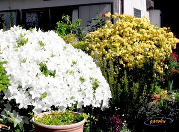 1.白ツツジとモッコウバラ