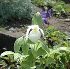 アツモリソウ