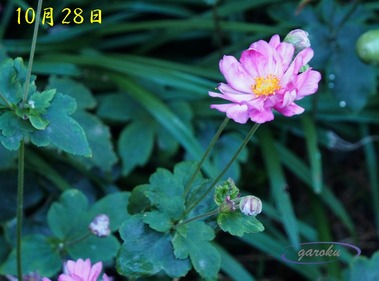 6.秋明菊_ピンク