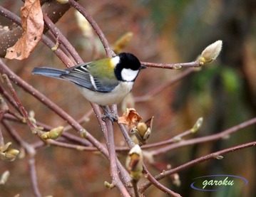 白木蓮の蕾とシジュウガラ