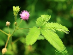ミモザとは「オジギソウ」