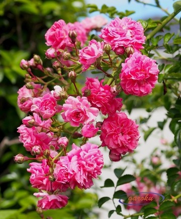 P529_ミニ薔薇(ツル)_Up