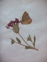 P8070268