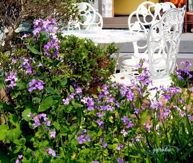 4.ダイコンハナ