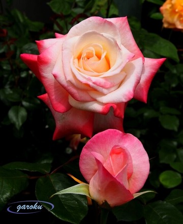 50.ジェミニ (HT)_Up