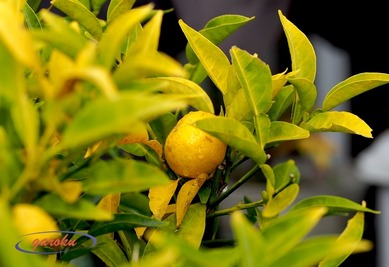 2.柚の葉の黄葉