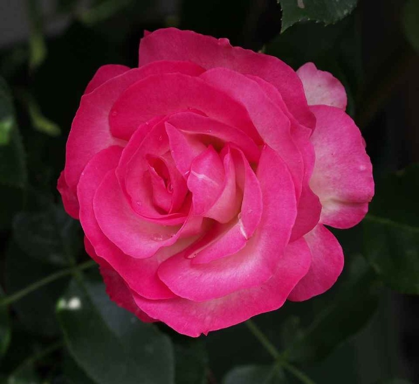 Nicole_5.27