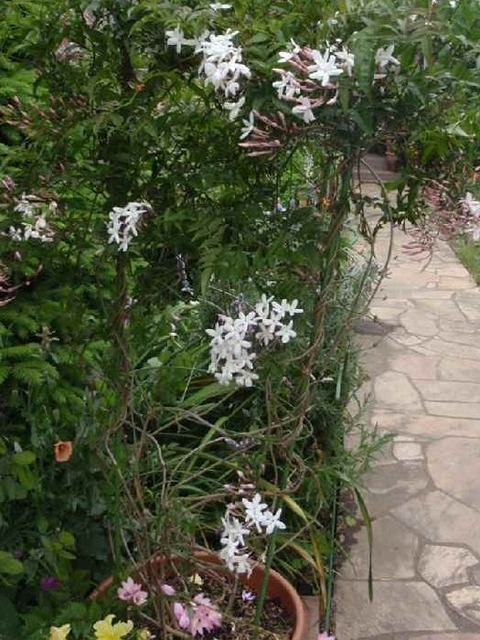 ジャスミン-鉢植