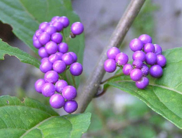 紫式部(小紫)