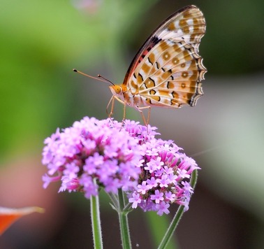 04.ツマグロヒョウモン